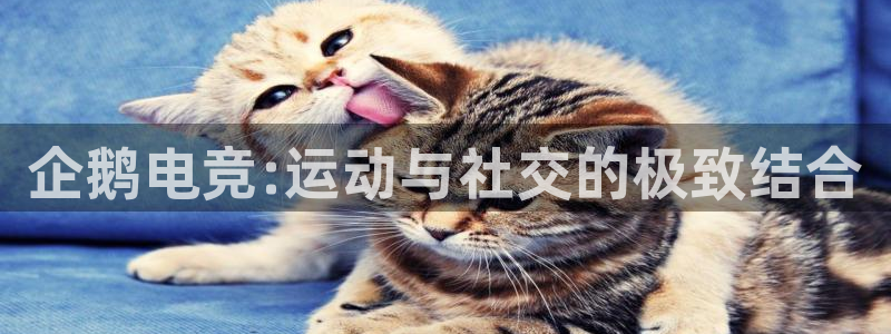 一竞技官网地址：企鹅电竞:运动与社交的极致结合