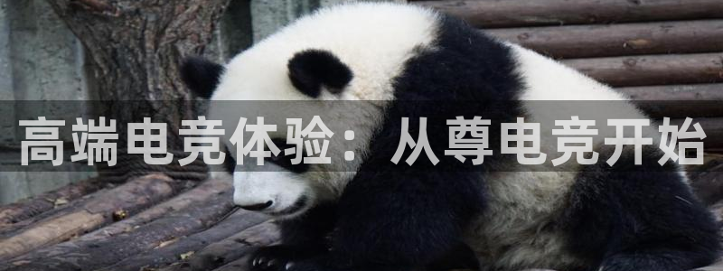 一竞技官网地址：高端电竞体验：从尊电竞开始
